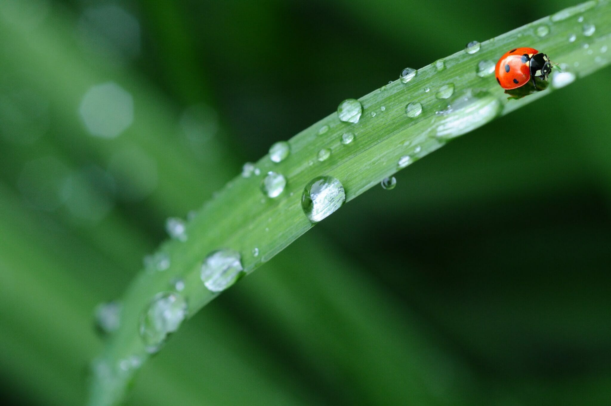 how-to-get-rid-of-ladybugs-pestguide