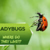 where do ladybugs live