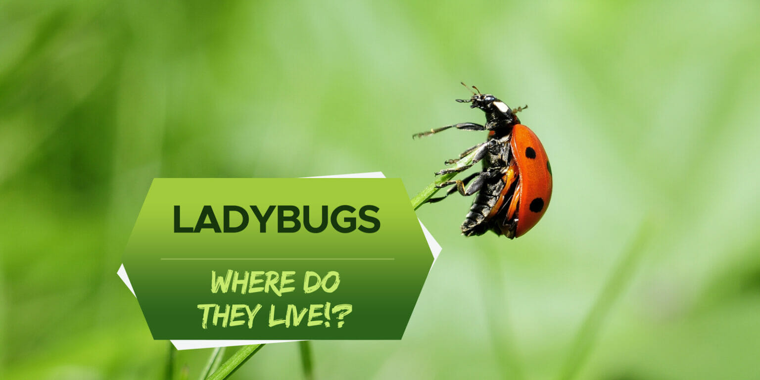 Where Do Ladybugs Live? [Nesting & Life Habits] Grow Your Yard