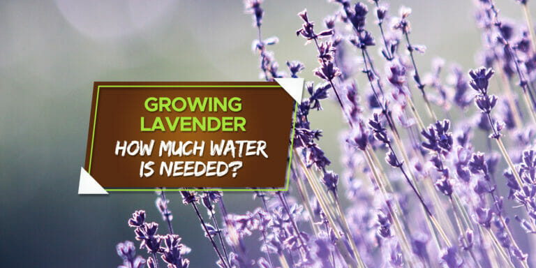 how much water does lavender need