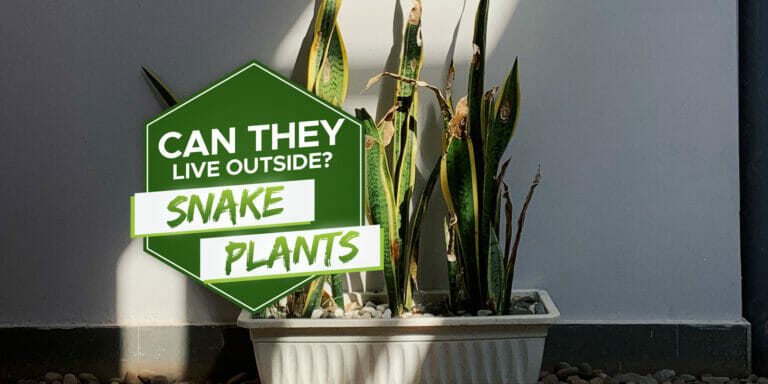 can snake plants live outside