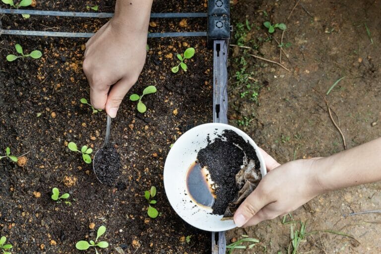 do-hibiscus-like-coffee-grounds-yes-but-there-s-more-grow-your