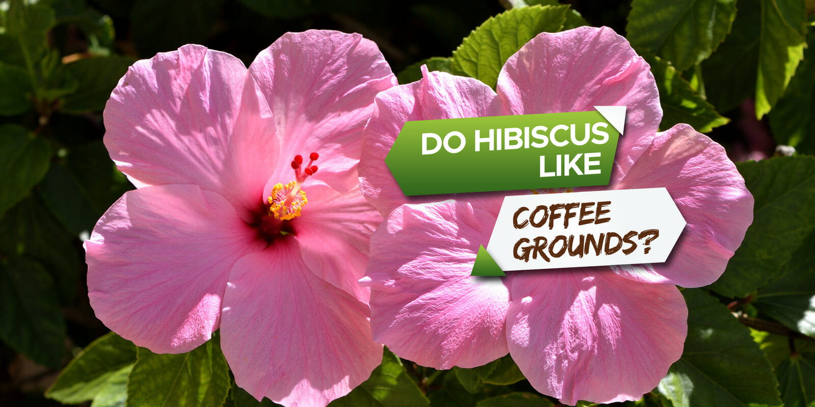 Do Hibiscus Like Coffee Grounds?