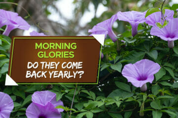 do morning glories come back every year