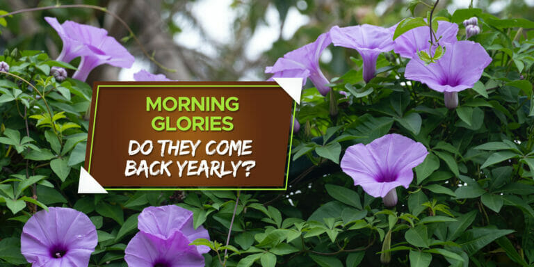 do morning glories come back every year