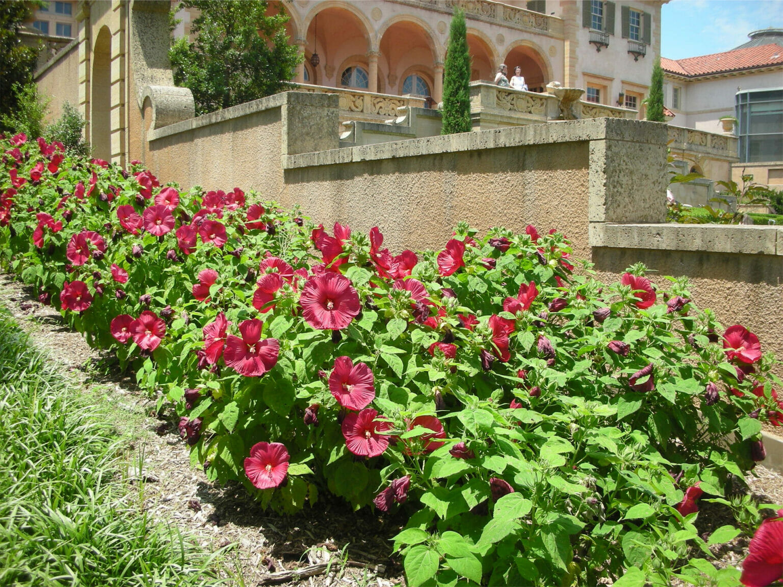 do-hibiscus-like-coffee-grounds-yes-but-there-s-more-grow-your