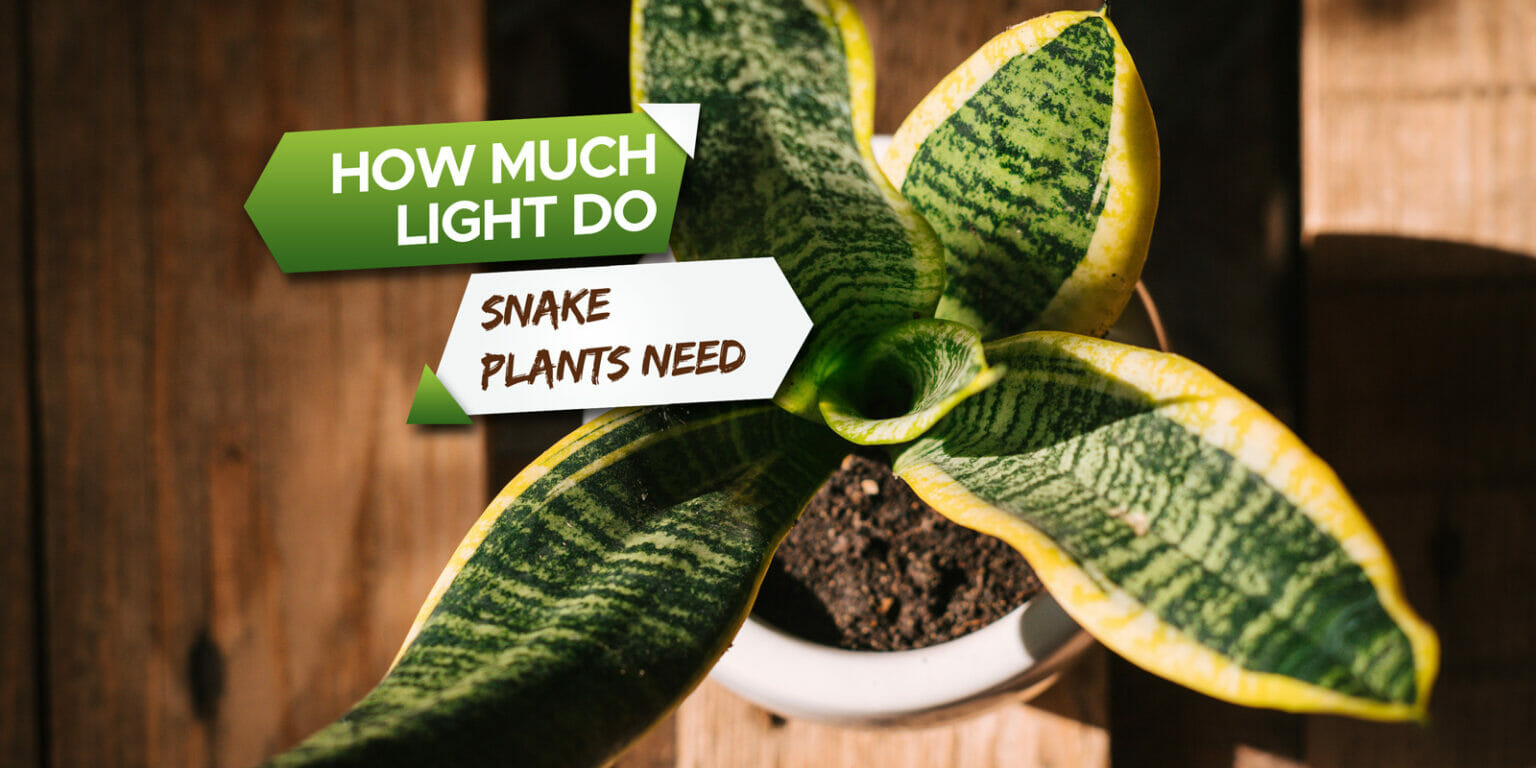 How Much Light Do Snake Plants Need? [Explained] Grow Your Yard
