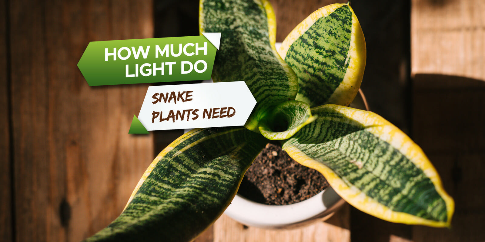 how much light do snake plants need
