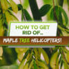 how to get rid of maple tree helicopters
