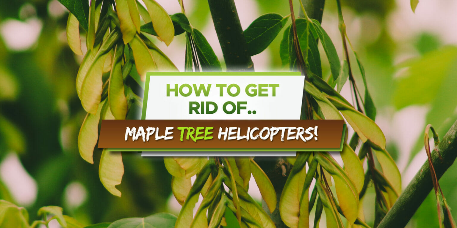 How To Get Rid of Maple Tree Helicopters 3 Tips! Grow Your Yard