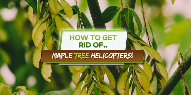 how to get rid of maple tree helicopters