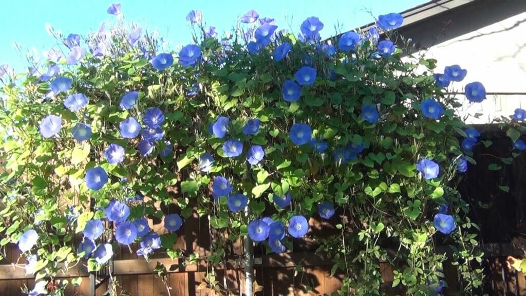 Do Morning Glories Come Back Every Year? A Comprehensive Guide Grow