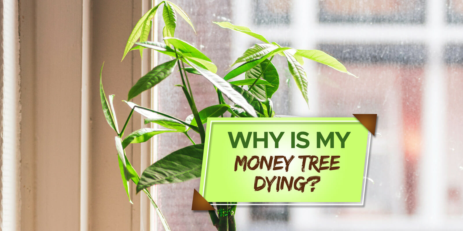 why is my money tree dying