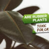 are rubber plants toxic to cats