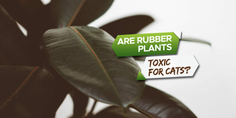 are rubber plants toxic to cats