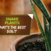 best potting soil for snake plants