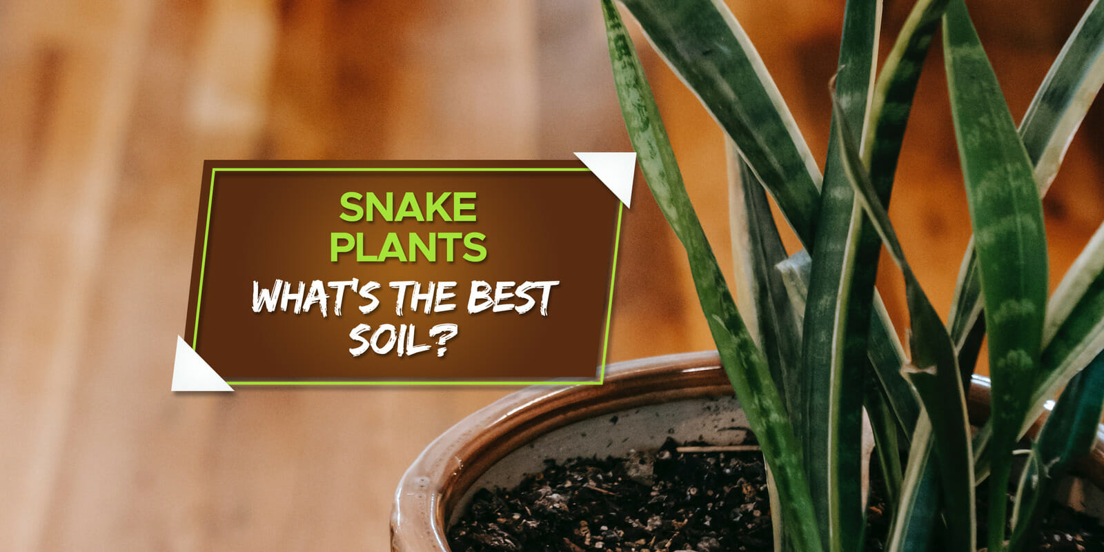 best potting soil for snake plants