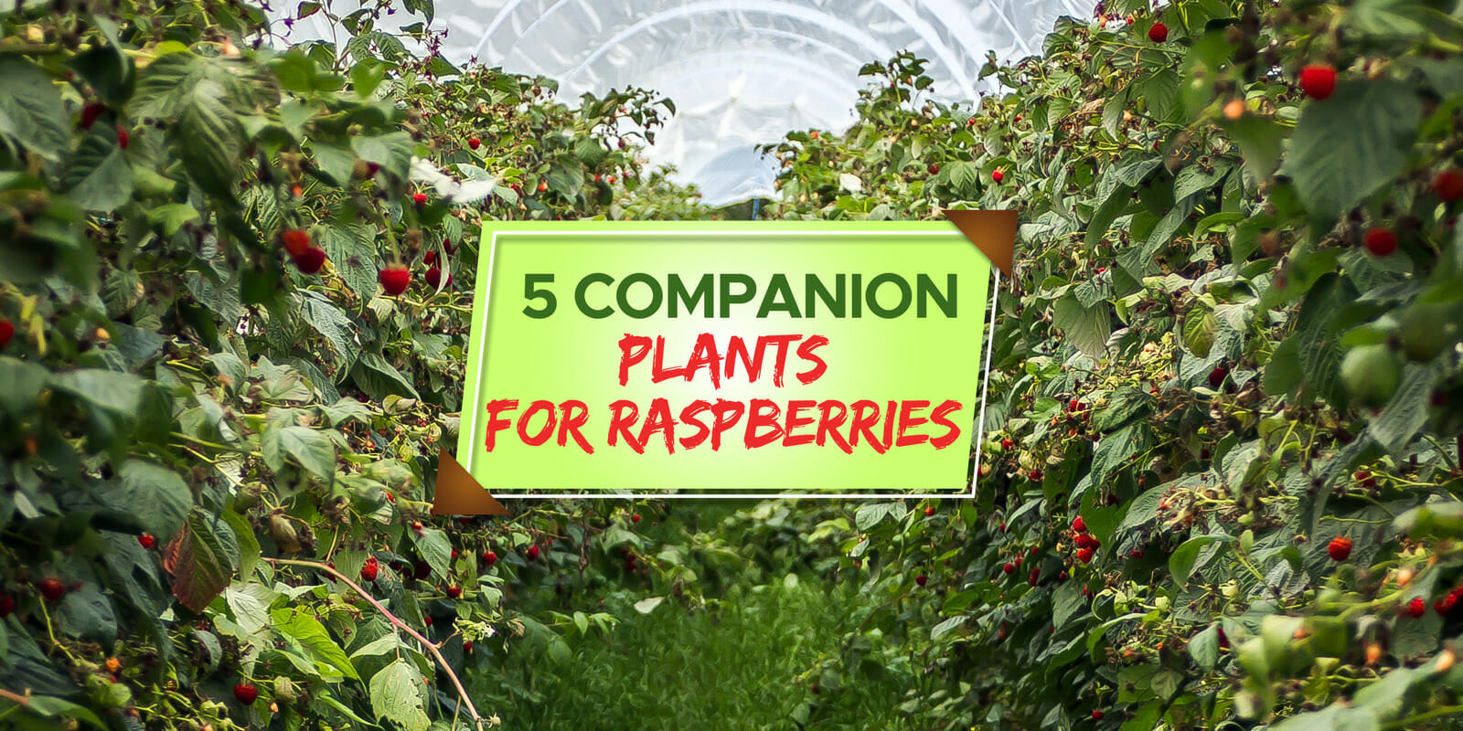 companion plants for raspberries