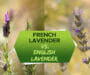 French Lavender vs. English Lavender: What’s the Difference?