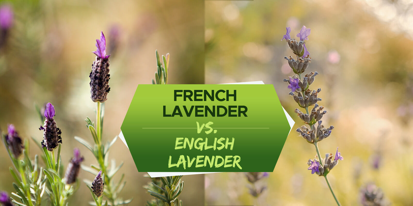 french lavender vs english lavender