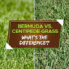 bermuda vs centipede grass