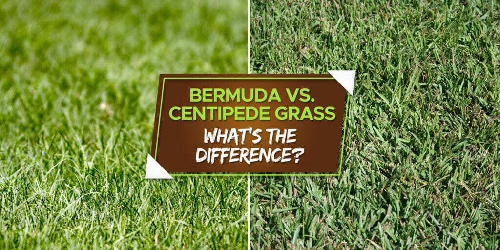 Bermuda Vs. Centipede Grass: Which Is Better? - Grow Your Yard