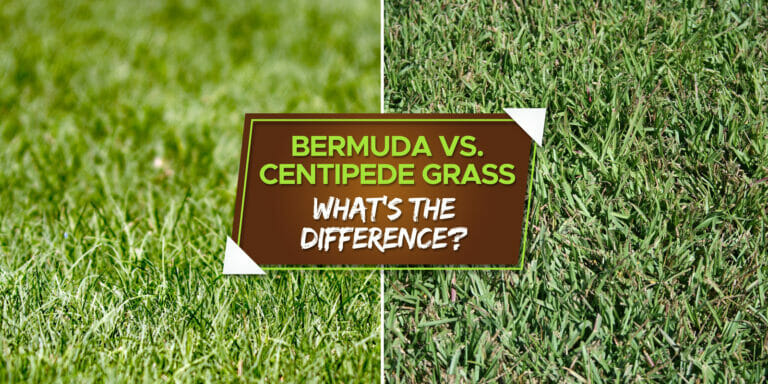 bermuda vs centipede grass