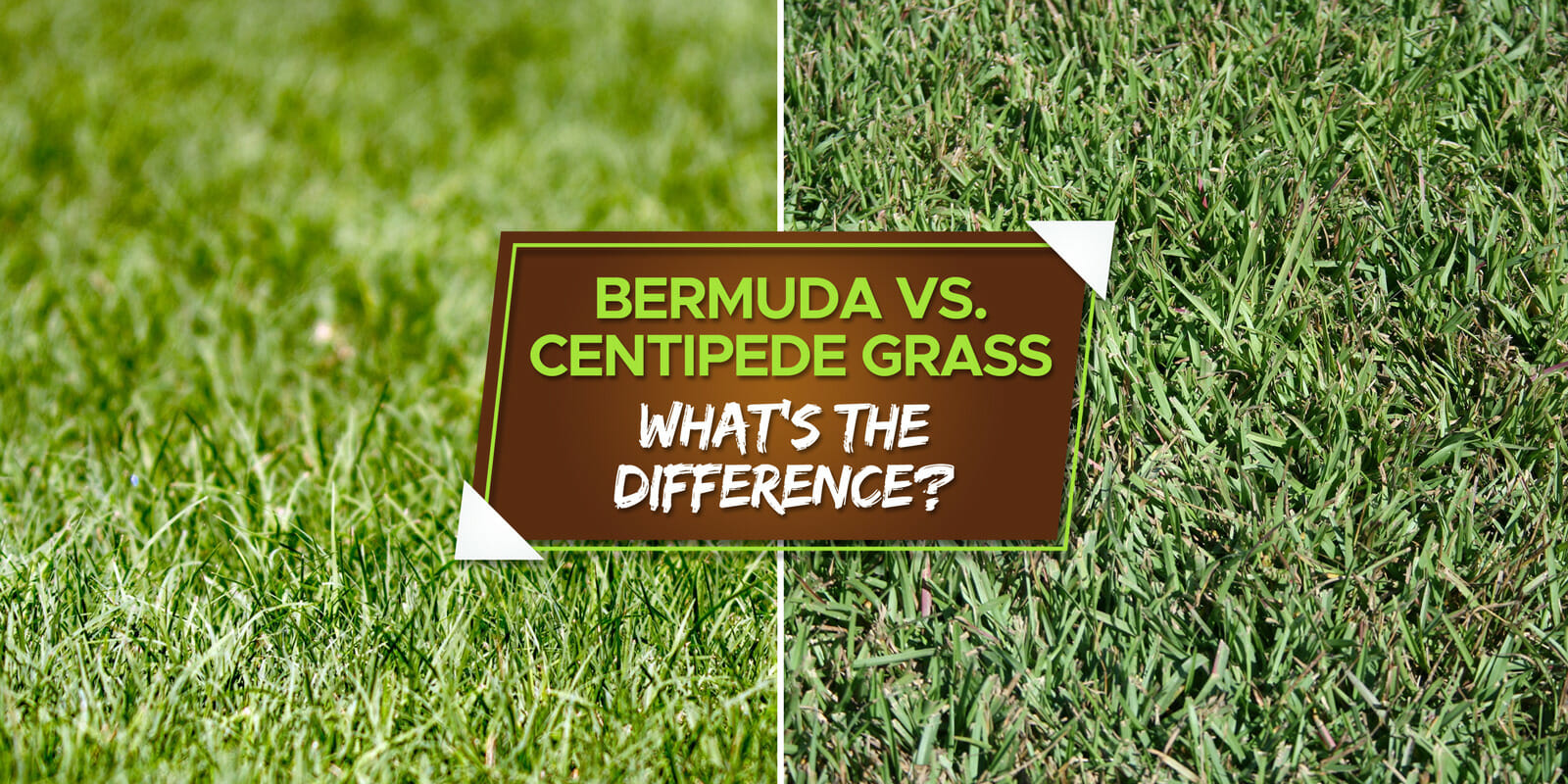 Bermuda vs. Centipede Grass: Which is Better? - Grow Your Yard