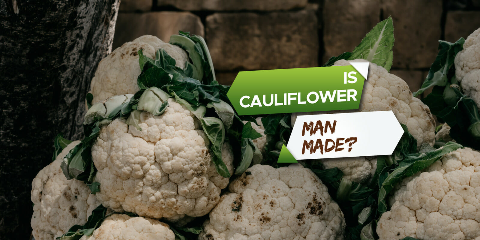 is cauliflower man made