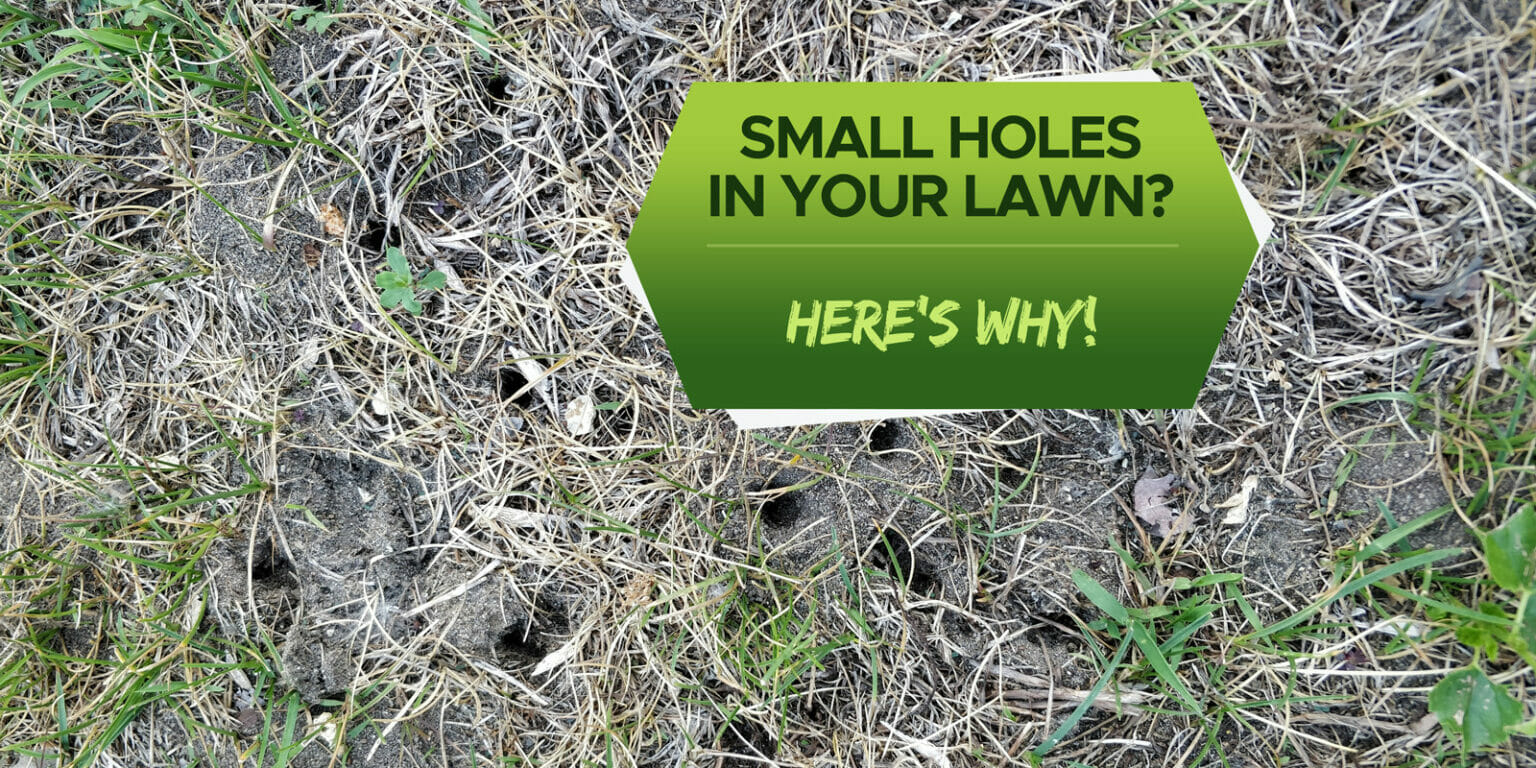 Small Holes In Your Lawn Overnight? Here’s Why! - Grow Your Yard