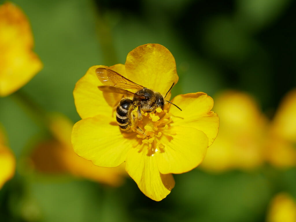 How To Get Rid Of Sweat Bees 3 Actionable Tips Grow Your Yard   Getting Rid Of Sweat Bees 