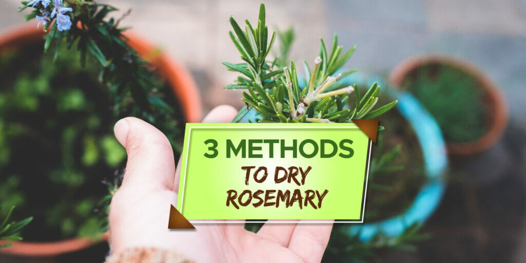 how to dry rosemary