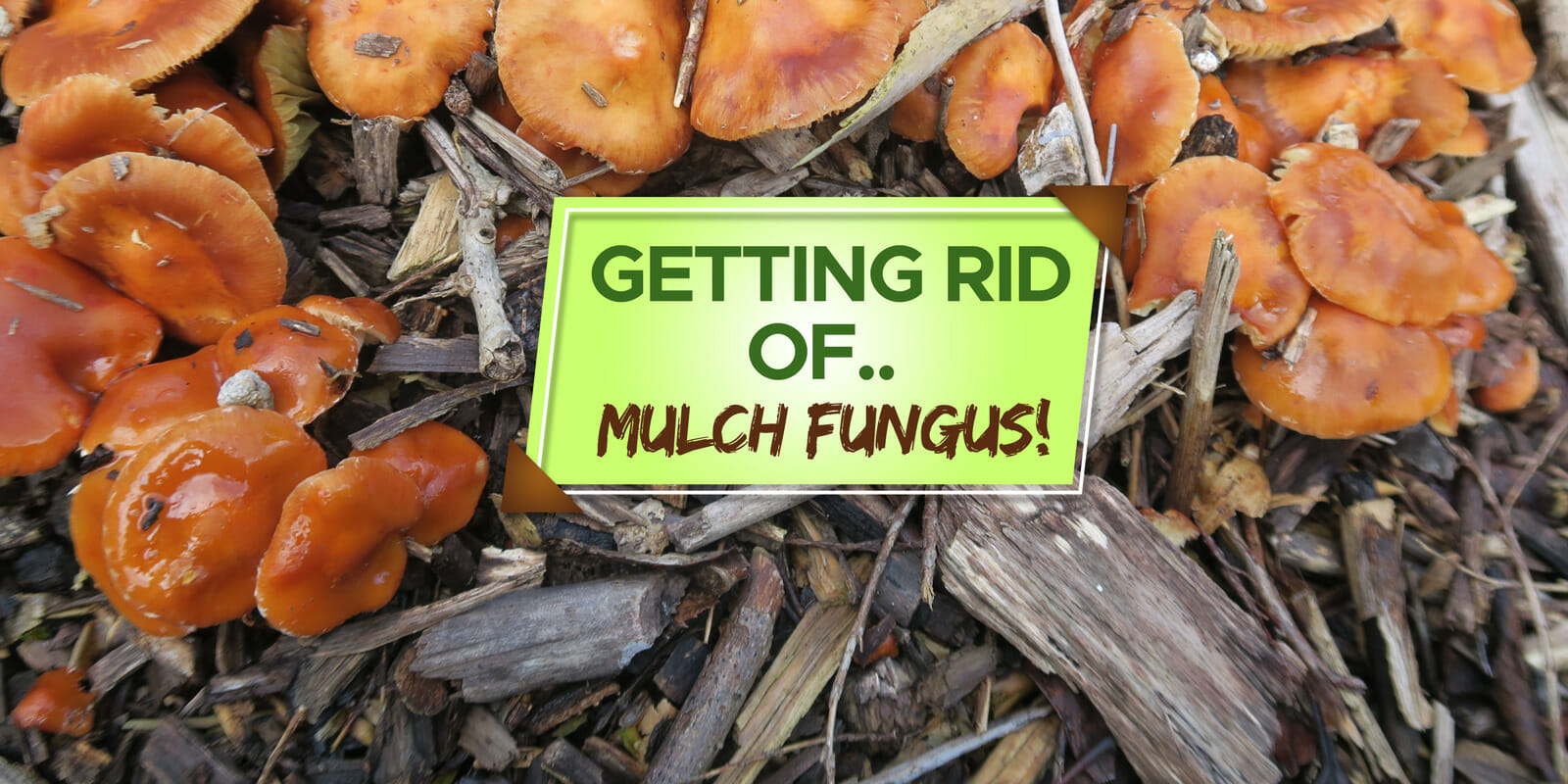 how to get rid of mulch fungus