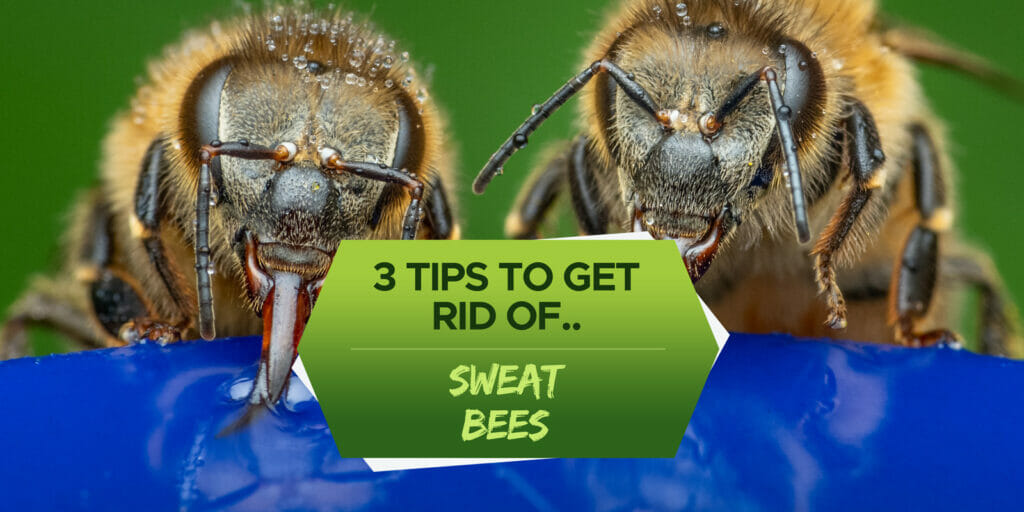 How To Get Rid Of Sweat Bees 3 Actionable Tips Grow Your Yard 3973