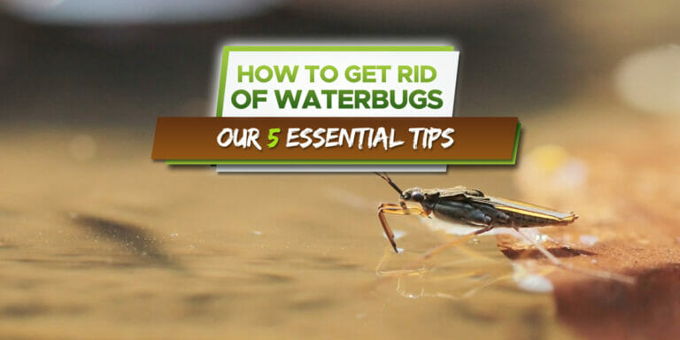 how to get rid of waterbugs