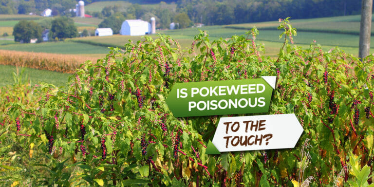is pokeweed poisonous to touch