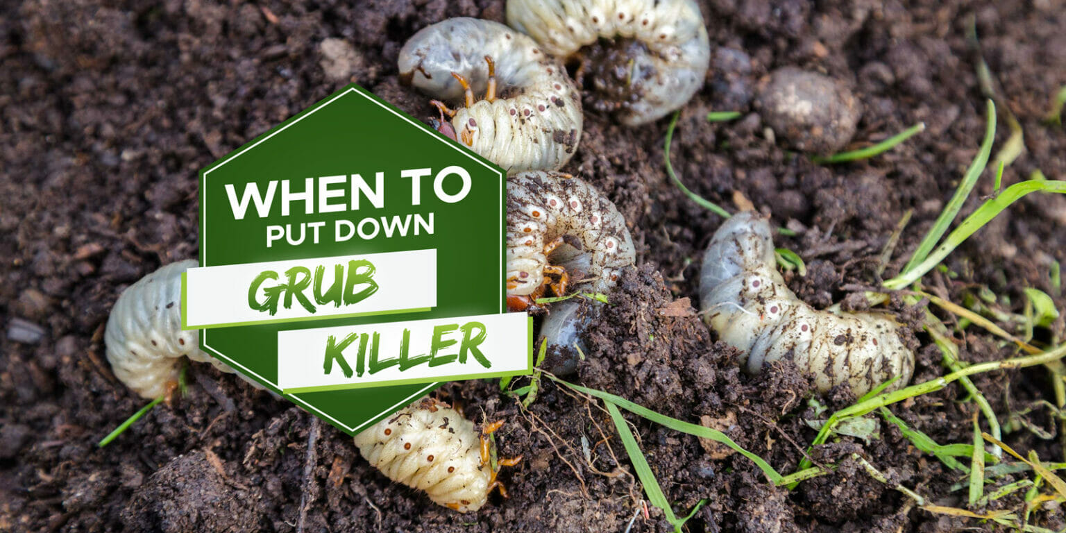 When Should You Put Down Grub Killer
