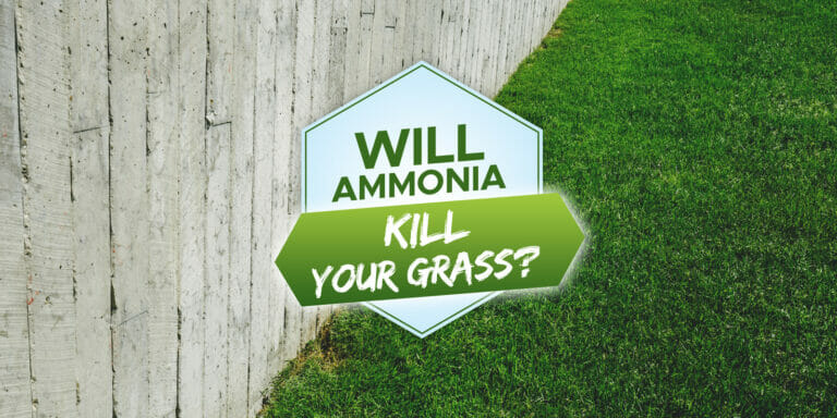 will ammonia kill grass