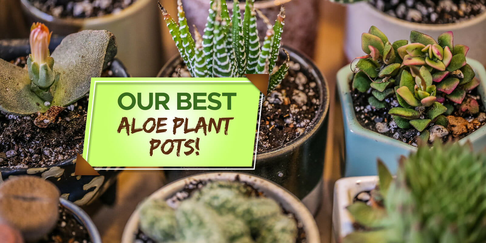best pots for aloe plants