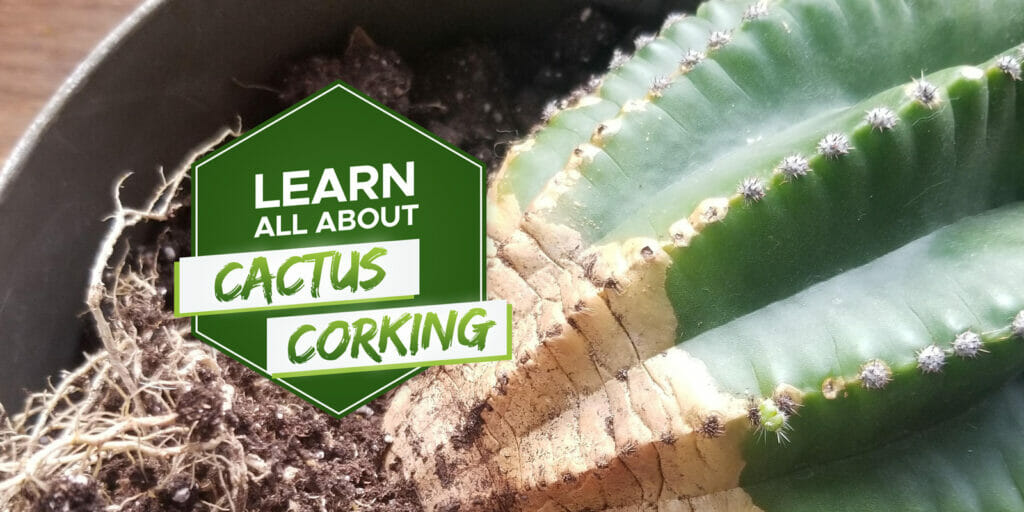cactus corking