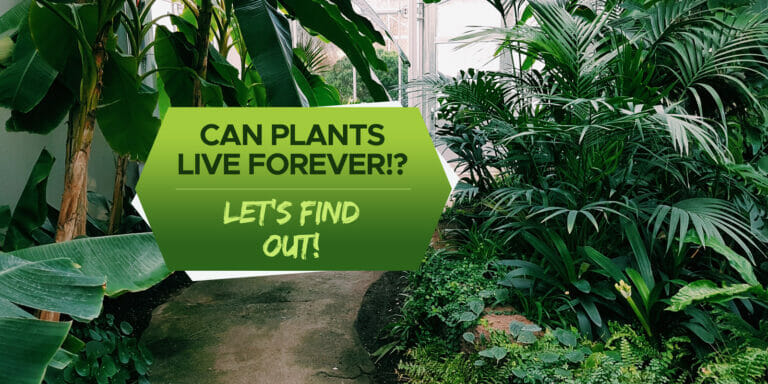 can plants live forever