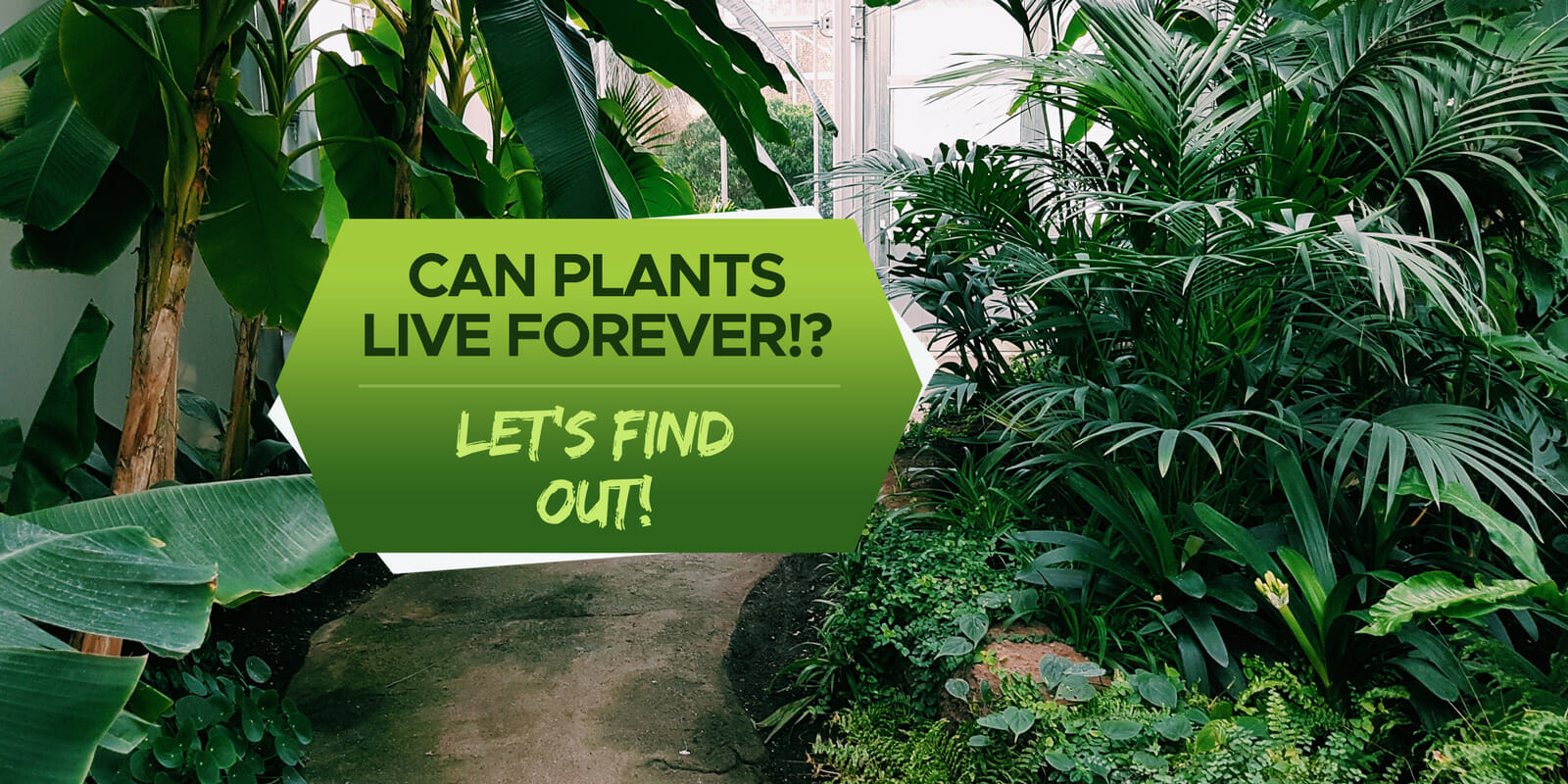 can plants live forever
