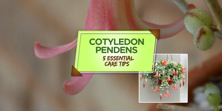 cotyledon pendens