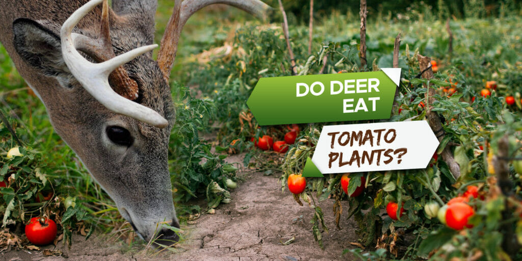 do deer eat tomato plants