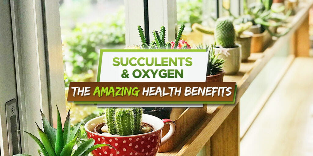 do succulents produce oxygen