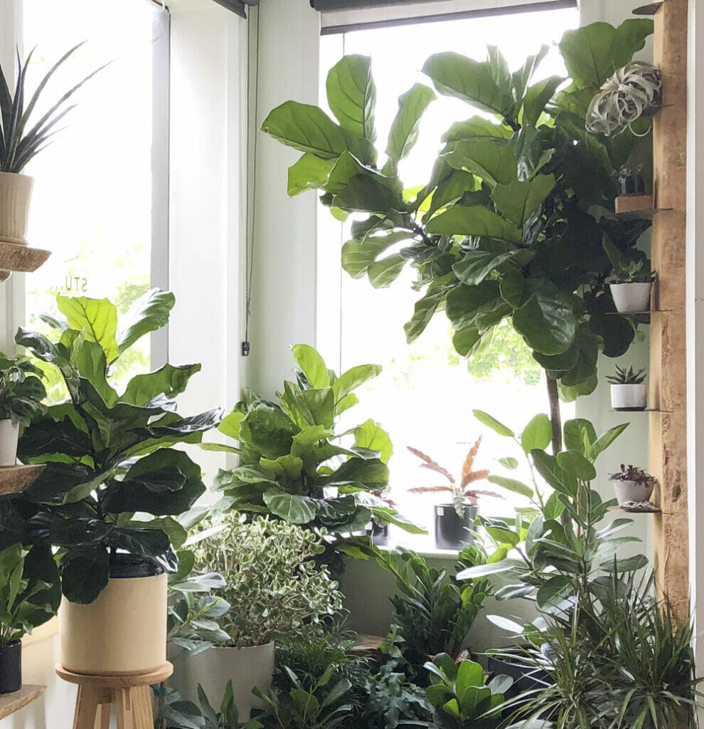 Do Fiddle Leaf Fig Trees Produce Fruit? [It's Not Easy!] Grow Your Yard