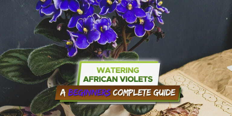 how often to water african violets