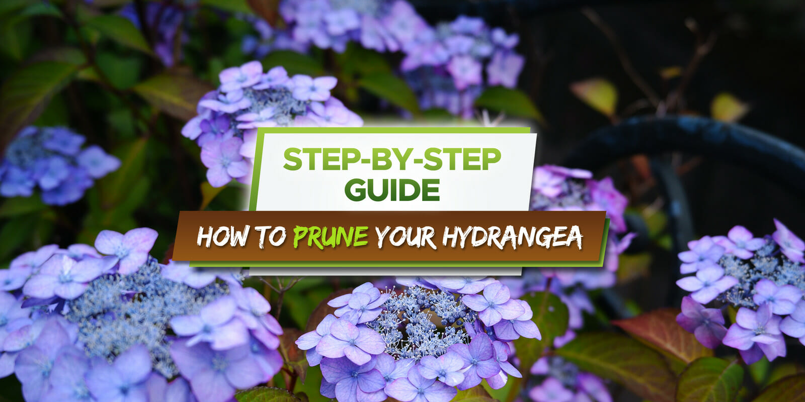 how to prune your hydrangea
