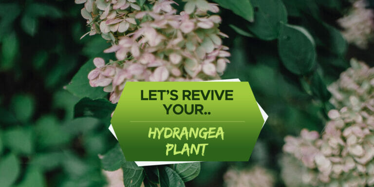 how to revive hydrangea plant