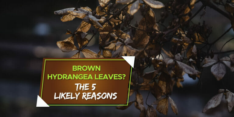 hydrangea leaves turning brown